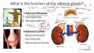 Healing Sounds  Adrenal Glands  4928Hz Pure Frequency Sound  Balance Hormones [upl. by Tonry178]