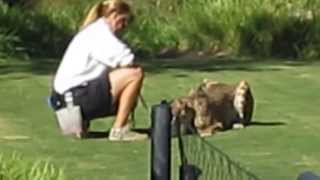 Cheetah Run at San Diego Zoo Safari Park [upl. by Dania]