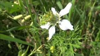 Juffertjeinhetgroen Nigella damascena  20130723 [upl. by Riess]