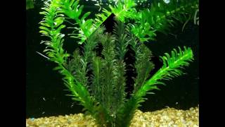 Anacharis Elodea Egeria Densa ADA Easy Live Fish Aquarium Pond Plants Java Moss [upl. by Acissev]