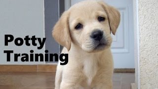 How To Potty Train A Goldador Puppy  Goldador House Training Tips  Housebreaking Goldador Puppies [upl. by Nitz67]