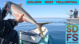 Solo Skiff Fishing Baja California Norte Golden Reef For Yellowtail amp Cabrilla Spring 2023 Movie [upl. by Annelg]