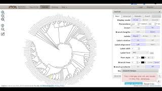 Create phylogenetic trees with clustalw on remote computer amp pscp  puTTy SSH  iTol visualization [upl. by Lupita]