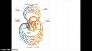 Apparato cardiocircolatorio [upl. by Xerxes]