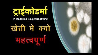 Trichoderma fungi  ट्राइकोडर्मा खेती में क्यों महत्त्वपूर्ण [upl. by Tteve294]