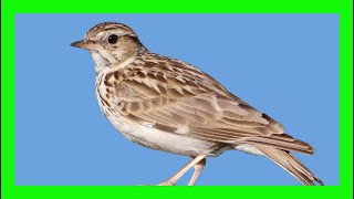 Woodlark Bird Song Call Chirp Sound  Alondra Totovía Canto  Lullula Arborea [upl. by Jordanson261]