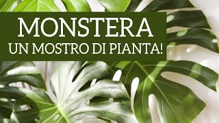 Monstera deliciosa un mostro di pianta [upl. by Eadas]