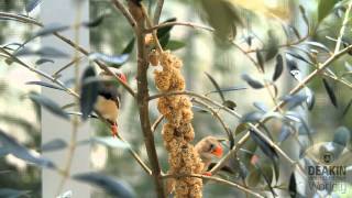 Zoology and Animal Science at Deakin [upl. by Wilkins]