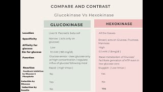 Glucokinase Vs Hexokinase biochemistry [upl. by Elson]