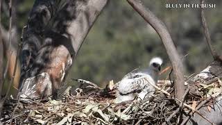 wedgetailed eagle cam Western Sydney [upl. by Beatrice]