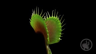 Deadly Plants Killing Bugs  Carnivorous Plant Timelapse [upl. by Guthry]