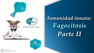 ✅ Respuesta inmune innata Fagocitosis  Parte 2️⃣ [upl. by Surazal117]