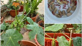 JATROPHA PODAGRICA  Seed Collection and PropagationTerrace Gardening [upl. by Ettelocin]