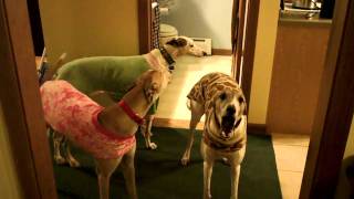 3 Greyhounds rooing barking [upl. by Grantham]