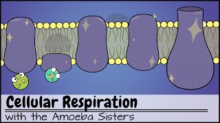 Cellular Respiration UPDATED [upl. by Ancell4]