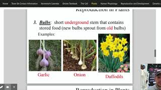 Asexual Reproduction in Plants Bulbs Runners Tubers [upl. by Marquardt]