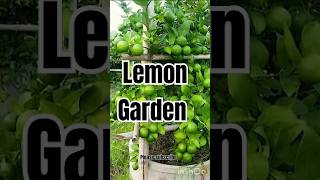 Lemon gardening technic new generation gardening garden lemon lemontree shorts viralvideo 12 [upl. by Etak]