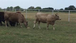 CharolaisAngus Cross Rep Heifers [upl. by Paxton]