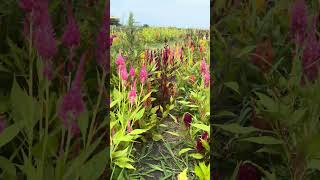 Pastel Celosia Cut flowers gardening [upl. by Ttenaej4]