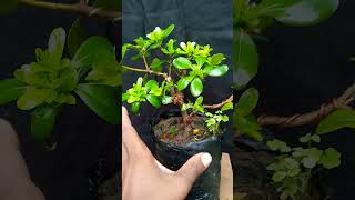 my Japanese pittosporum Bonsai is growing very well bonsaitips bonsai bonsaitree bonsaiart [upl. by Nicholas]