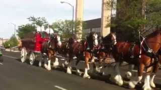 Clydesdale horses in Greeley [upl. by Lotte]