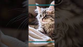 Cat playing with a cat towel😻catvideos kittten catlover catplayingytshorts [upl. by Ahsehyt]