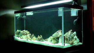 90 Gallon Reef Tank Build  Start up  Update 4 [upl. by Ennaoj]