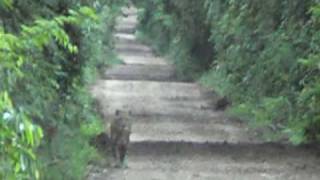 ONÇAPINTADA NO PARQUE ESTADUAL DO MORRO DO DIABO PEMD [upl. by Yllier]