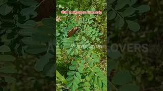 How to identify नीली Indigofera tinctoria ayurvedlovers ayurveda bams bamsreel medicinalplant [upl. by Aekin456]