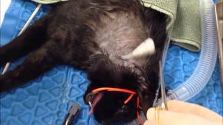 Feline Esophagostomy Feeding Tube Placement [upl. by Nacul]