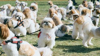 Shih Tzu Festival 2023  Shih Tzu rooted in China [upl. by Arorua]