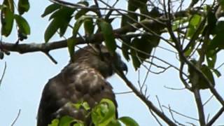 Guaraguao Buteo jamaicensis  Redtailed Hawk [upl. by Oletha976]