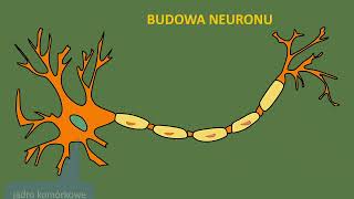 Budowa i rola układu nerwowego Neurony Budowa neuronu [upl. by Uaeb710]