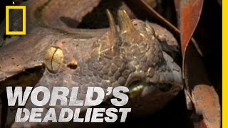 SixFoot Snake Ambushes Prey  Worlds Deadliest [upl. by Dlonra]