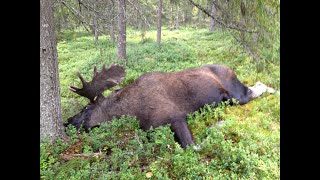 Älgjakt i Västerbottens inland [upl. by Bekha]