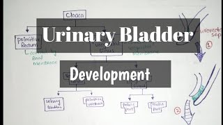 Development of Urinary Bladder [upl. by Fira]