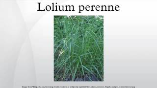 Lolium perenne [upl. by Cammi508]