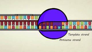 DNA transcription amp premRNA processing [upl. by Iva]