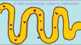 BLOOD PRESSURE REGULATION RENIN ADH ALDOSTERONE [upl. by Anih]