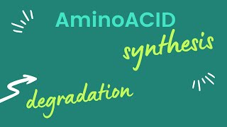 420 Amino acid degradation and synthesis  Glucogenic and ketogenic amino acid [upl. by Adihahs397]