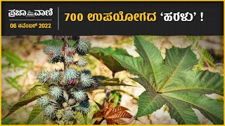 ಕೃಷಿ ಮೇಳ 700 ಉಪಯೋಗದ ‘ಹರಳು’  Castor Crop I Castor oil I GKVK I Krishimela I Haralu [upl. by Fredi]