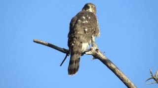 Coopers Hawk Juvenile Begging [upl. by Malka565]