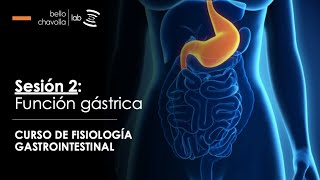 Fisiología de la función gástrica [upl. by Amadis]