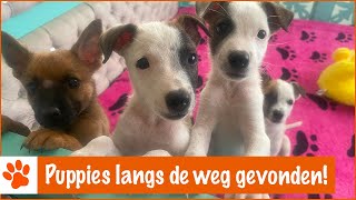 Doosje met kleine pups gevonden  DierenpraatTV [upl. by Amity]