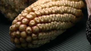 History of maize cultivation [upl. by Innus]