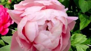 Peony Cytherea  wwwpeonyshopcom [upl. by Kirch]