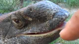 Giant Monitor Lizard Trys To Bite Hand [upl. by Hiamerej]