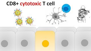 Regulatory T cells [upl. by Atnicaj781]