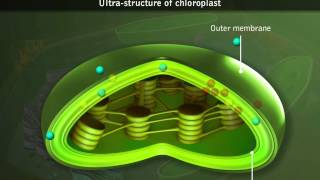 Chloroplasts  Structure [upl. by Annairol]