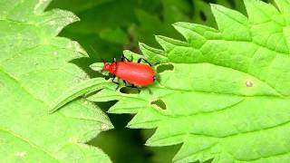 Beetle explores stinging nettle leaves [upl. by Phenice]